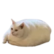 Fat cat 