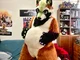 Ian chubby Fursuit 