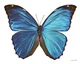 Blue Morpho