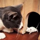 Cat And Mouse