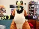 Ian chubby Fursuit 