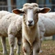 Kambing