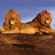 Two Speaking Lions