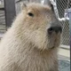 Capybara-philosopher