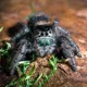 Male Jumping-Spider
