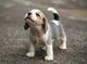 puper