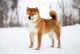 Shiba Inu