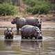 Hippo