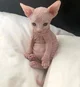 Hairless kitten