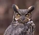 Great Horned Owl