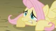 Fluttershy