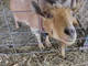 Goat-Missy_MY GOAT