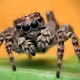 Jumping Spider