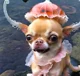 jellyfish chihuahua