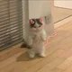 Dancer cat