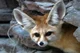 Fennec fox