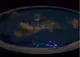 Flat Earther