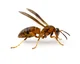 Queen Paper Wasp