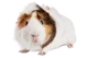 Guinea pig