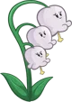 Lilly of the valley 
