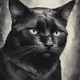 black cat