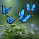 Butterflies