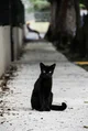 The black Cat 