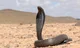 Egypte cobra