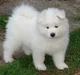 Samoyed Puppy