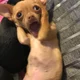 Silly chihuahua 