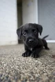 Perrito Lindo