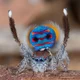 The peacock spider