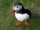 Curious Puffin