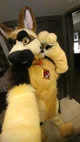 Duke Fursuit 