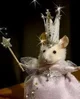 Princess ratiti rat