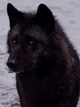 Big black wolf 