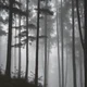 Foggy Forest