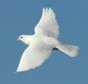 White Dove 