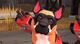 Guard dog from tf2