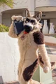 Duke fursuit