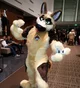 Duke fursuit