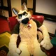Duke Fursuit 