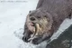 Otter TF
