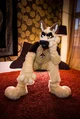 Duke fursuit
