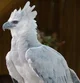 White harpy eagle