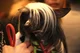 Chinese Crested Dog