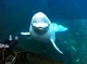 Yandere beluga 