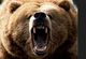 Mean bear
