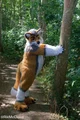 Cormack wolf Fursuit