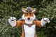 Cormack wolf Fursuit